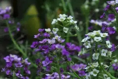 Sweet Alyssum Seeds-(Royal Carpet) - Perennial - Caribbean garden seed