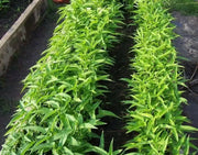 Swamp cabbage. Water Spinach - Seeds, Asian Vegetables, Morning Glory - Caribbean garden seed