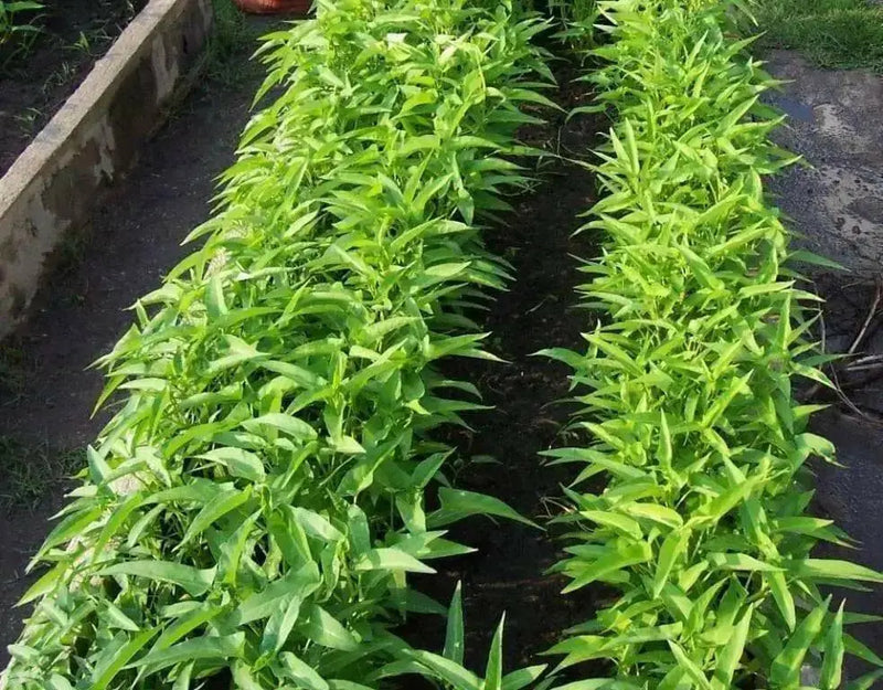 Swamp cabbage. Water Spinach - Seeds, Asian Vegetables, Morning Glory - Caribbean garden seed