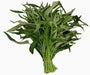 Swamp cabbage. Water Spinach - Seeds, Asian Vegetables, Morning Glory - Caribbean garden seed