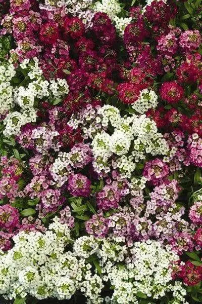 SWEET Alyssum Seeds - Mix COLOR - PERENNIAL FLOWERS - Caribbean garden seed