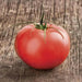 Supersonic  Tomato Seeds,(F1 Hybrid) VEGETABLE - Caribbean garden seed