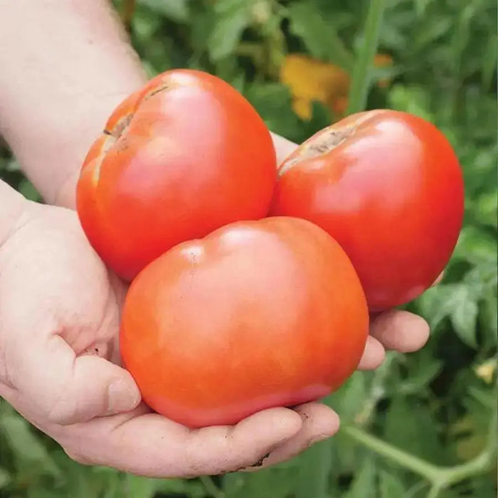 Supersonic  Tomato Seeds,(F1 Hybrid) VEGETABLE - Caribbean garden seed