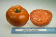 Supersonic  Tomato Seeds,(F1 Hybrid) VEGETABLE - Caribbean garden seed