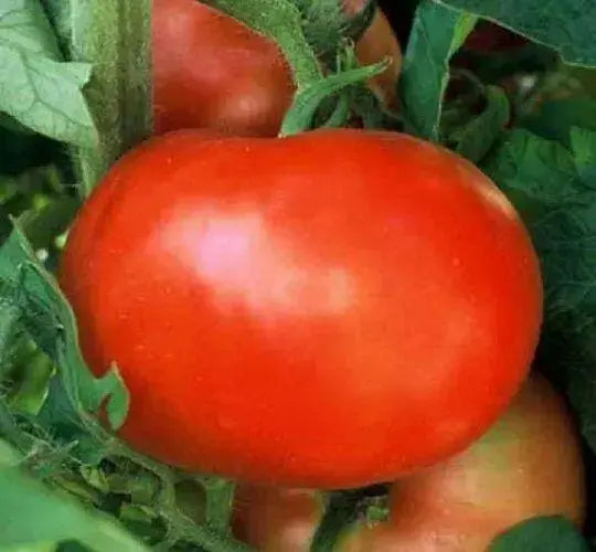 Supersonic  Tomato Seeds,(F1 Hybrid) VEGETABLE - Caribbean garden seed
