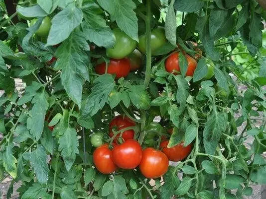 Supersonic  Tomato Seeds,(F1 Hybrid) VEGETABLE - Caribbean garden seed