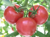 Supersonic  Tomato Seeds,(F1 Hybrid) VEGETABLE - Caribbean garden seed