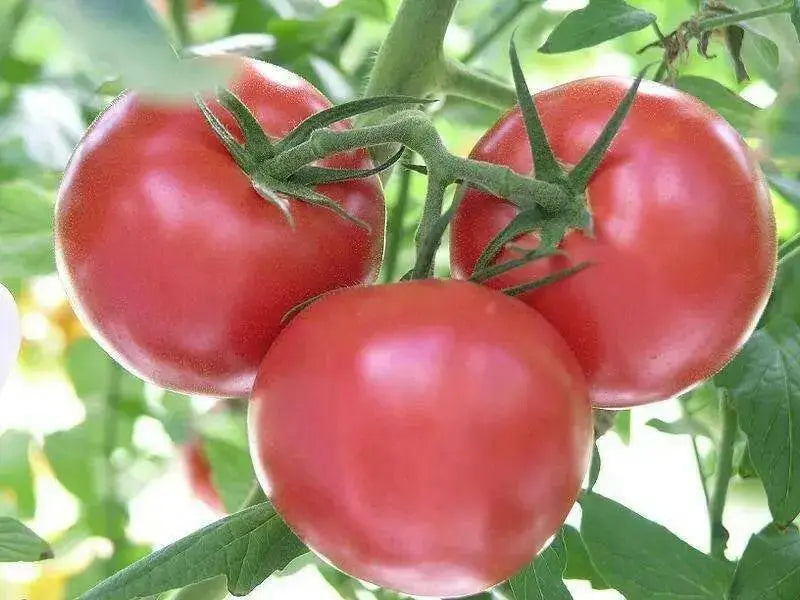 Supersonic  Tomato Seeds,(F1 Hybrid) VEGETABLE - Caribbean garden seed
