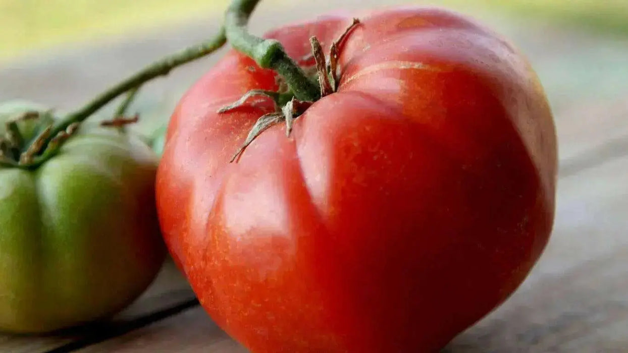 Supersonic  Tomato Seeds,(F1 Hybrid) VEGETABLE - Caribbean garden seed