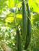 SUYO LONG CUCUMBER Seeds, Annual Vegetable - Caribbean garden seed