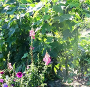 SUYO LONG CUCUMBER Seeds, Annual Vegetable - Caribbean garden seed