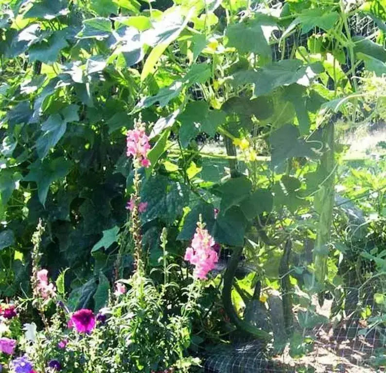 SUYO LONG CUCUMBER Seeds, Annual Vegetable - Caribbean garden seed