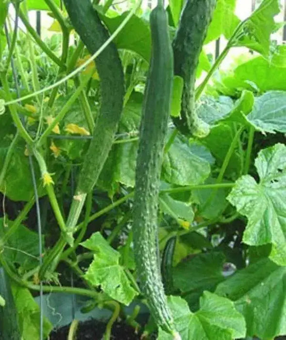 SUYO LONG CUCUMBER Seeds, Annual Vegetable - Caribbean garden seed