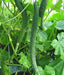 SUYO LONG CUCUMBER Seeds, Annual Vegetable - Caribbean garden seed