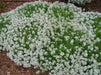 Sweet Alyssum SEEDS, 'carpet of snow (Lobularia maritima ') Groundcover FLOWERS - Caribbean garden seed