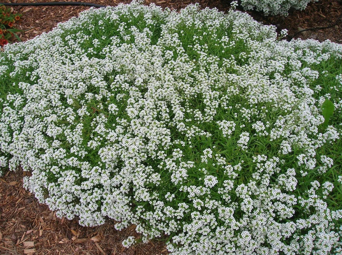 Lobularia