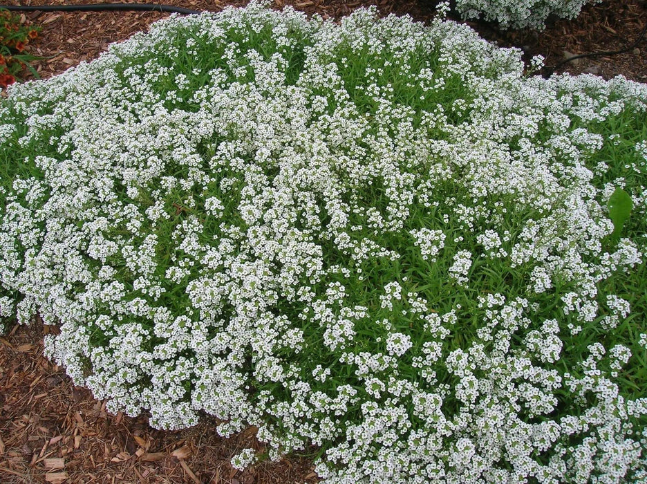 Sweet Alyssum SEEDS, 'carpet of snow (Lobularia maritima ') Groundcover FLOWERS - Caribbean garden seed