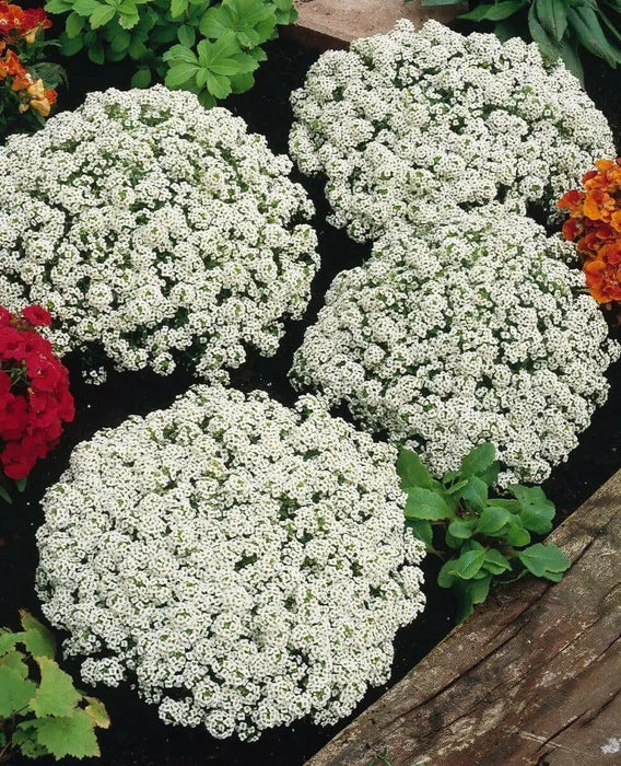 Sweet Alyssum SEEDS, 'carpet of snow (Lobularia maritima ') Groundcover FLOWERS - Caribbean garden seed