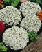 Sweet Alyssum SEEDS, 'carpet of snow (Lobularia maritima ') Groundcover FLOWERS - Caribbean garden seed