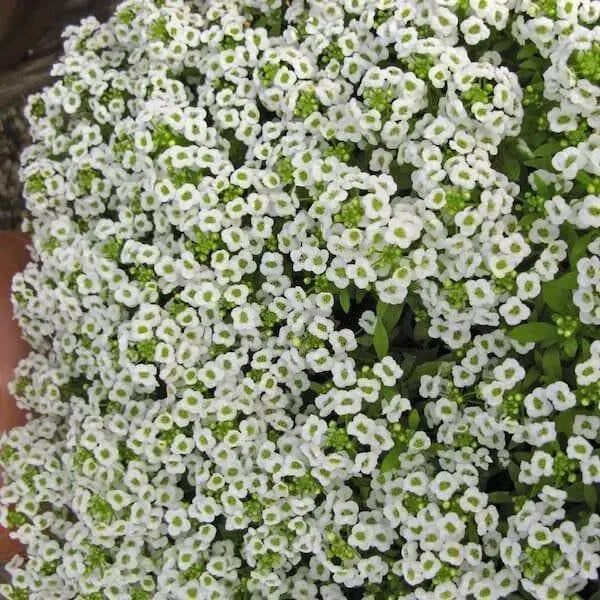 Sweet Alyssum SEEDS, 'carpet of snow (Lobularia maritima ') Groundcover FLOWERS - Caribbean garden seed