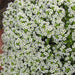 Sweet Alyssum SEEDS, 'carpet of snow (Lobularia maritima ') Groundcover FLOWERS - Caribbean garden seed