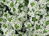 Sweet Alyssum 'Carpet of Snow') Wildflower Seeds. - Caribbean garden seed