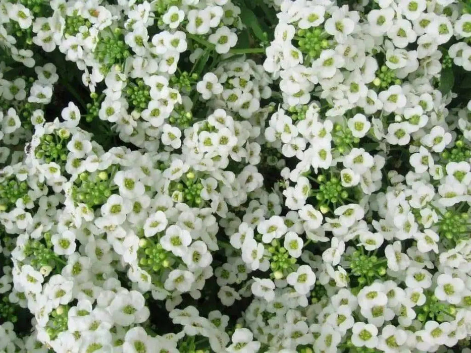 Sweet Alyssum 'Carpet of Snow') Wildflower Seeds. - Caribbean garden seed