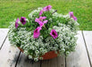 Sweet Alyssum 'Carpet of Snow') Wildflower Seeds. - Caribbean garden seed