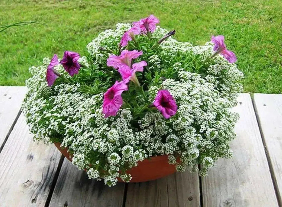 Sweet Alyssum 'Carpet of Snow') Wildflower Seeds. - Caribbean garden seed