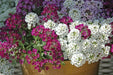 Sweet Alyssum 'Carpet of Snow') Wildflower Seeds. - Caribbean garden seed