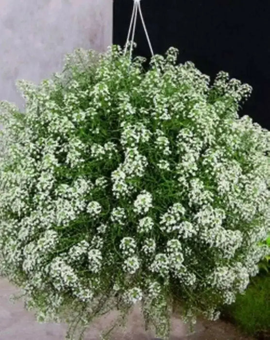 Sweet Alyssum 'Carpet of Snow') Wildflower Seeds. - Caribbean garden seed