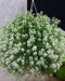 Sweet Alyssum 'Carpet of Snow') Wildflower Seeds. - Caribbean garden seed