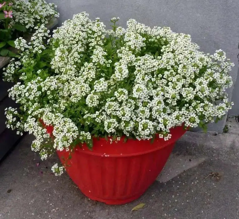 Sweet Alyssum 'Carpet of Snow') Wildflower Seeds. - Caribbean garden seed