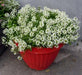 Sweet Alyssum 'Carpet of Snow') Wildflower Seeds. - Caribbean garden seed