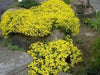 SWEET Alyssum Seeds, "Basket-Of-Gold" PERENNIAL FLOWERS - Caribbean garden seed