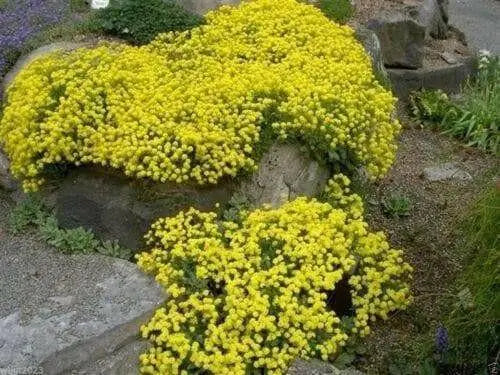 SWEET Alyssum Seeds, "Basket-Of-Gold" PERENNIAL FLOWERS - Caribbean garden seed