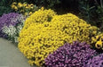 SWEET Alyssum Seeds, "Basket-Of-Gold" PERENNIAL FLOWERS - Caribbean garden seed