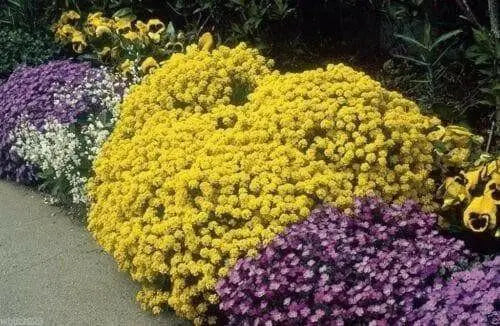 SWEET Alyssum Seeds, "Basket-Of-Gold" PERENNIAL FLOWERS - Caribbean garden seed