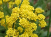 SWEET Alyssum Seeds, "Basket-Of-Gold" PERENNIAL FLOWERS - Caribbean garden seed