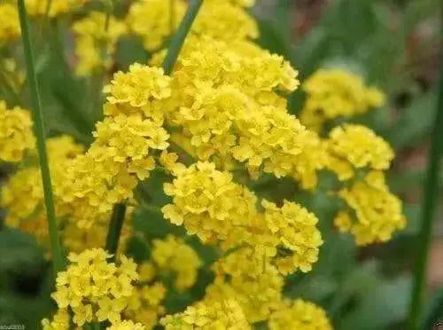 SWEET Alyssum Seeds, "Basket-Of-Gold" PERENNIAL FLOWERS - Caribbean garden seed