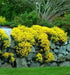 SWEET Alyssum Seeds, "Basket-Of-Gold" PERENNIAL FLOWERS - Caribbean garden seed