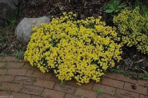 SWEET Alyssum Seeds, "Basket-Of-Gold" PERENNIAL FLOWERS - Caribbean garden seed