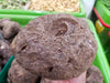 Suran, or Elephant yam tuber, ROOT VEGETABLE - Caribbean garden seed