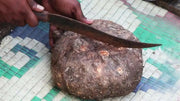 Suran, or Elephant yam tuber, ROOT VEGETABLE - Caribbean garden seed