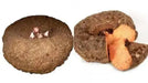 Suran, or Elephant yam tuber, ROOT VEGETABLE - Caribbean garden seed