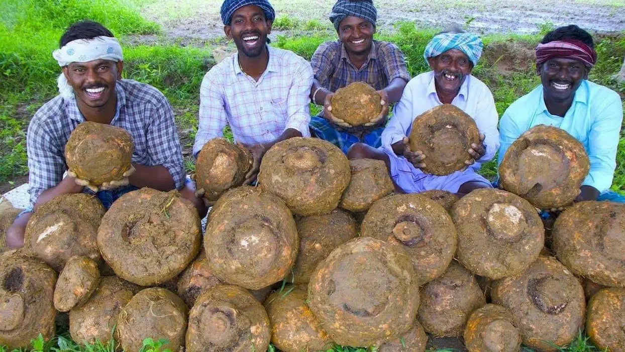 Suran, or Elephant yam tuber, ROOT VEGETABLE - Caribbean garden seed