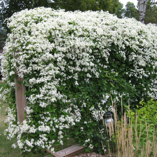 sweet autumn clematis  - Flower Seeds, PERENNIAL - Caribbean garden seed