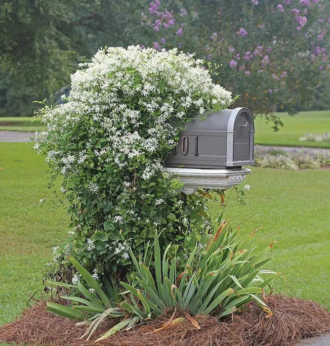 sweet autumn clematis  - Flower Seeds, PERENNIAL - Caribbean garden seed