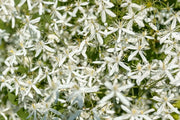sweet autumn clematis  - Flower Seeds, PERENNIAL - Caribbean garden seed