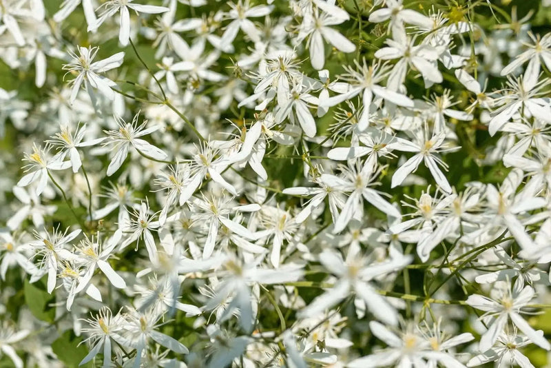 sweet autumn clematis  - Flower Seeds, PERENNIAL - Caribbean garden seed